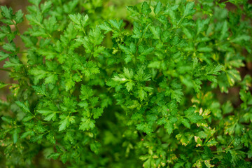 green, fresh salad growing in the garden bed. copy space upstairs