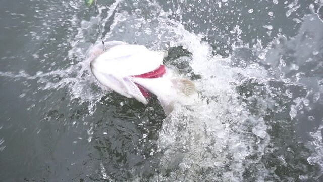 Hooked northern pike caught by a sports fisherman fighting and jumping out of the sea and splashing water and soft plastic lure around on October cloudy day at the Baltic Sea in archipelago of Finland