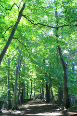 A pathway surrounded by trees