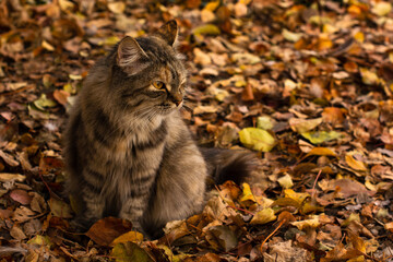 Naklejka na ściany i meble cat with an angry, sad face sits on the background of autumn leaves. Copy space