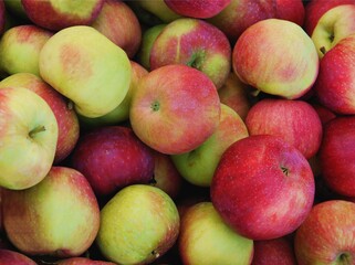 multicolor tasty apples for eating or cooking close up