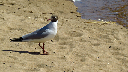 Seagull on a sandy beach
