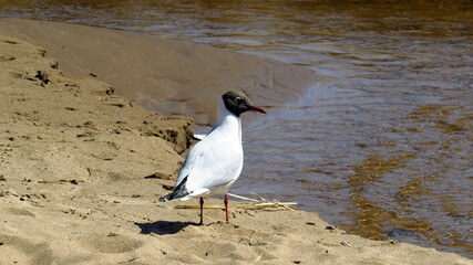 Seagull on a sandy beach