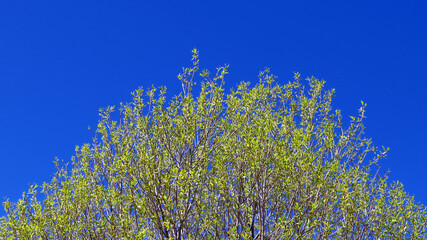 Trees and sky