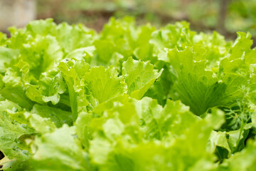 green, fresh salad growing in the garden bed. copy space upstairs