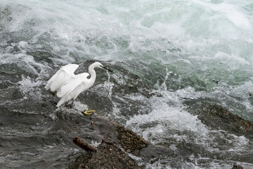 Little Egret lands on the rock (Egretta garzetta)