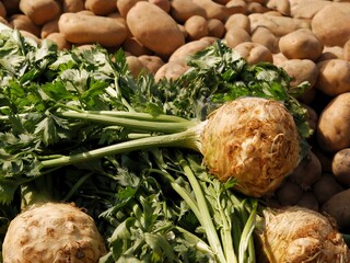 various multicolor vegetables for cooking meals