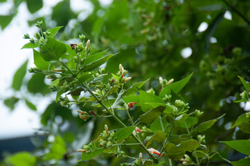 buds of night-flowering jasmine or shiuli in bengali ready to bloom in night