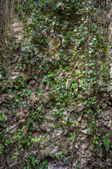 Bewachsene Felswand als Lebensraum und nat&uuml;rliche Textur oder Hintergrund