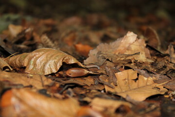 Laub im Wald im Herbst auf dem Boden. (Herbstlaub)