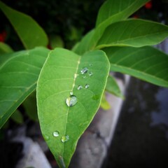 leaf with water drops