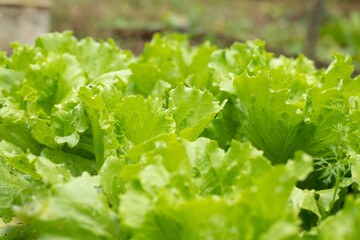 green, fresh salad growing in the garden bed. copy space upstairs