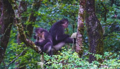 Rhinopithecus