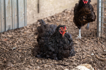 Huhn