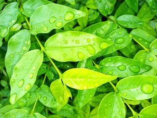 close up of green leaves with water drop