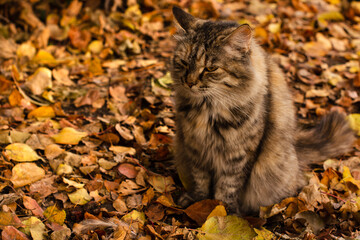 Fototapeta premium Cat with an angry, sad face sits on the background of autumn leaves. Copy space