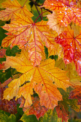 Wet colorful maple tree leaves in the city park in Autumn bright colors, details, closeup.