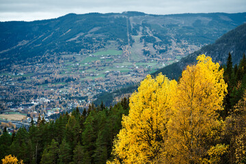 autumn in the mountains. Extreme colors on the birch. Shot in Gol, Hallingdal, Norway.