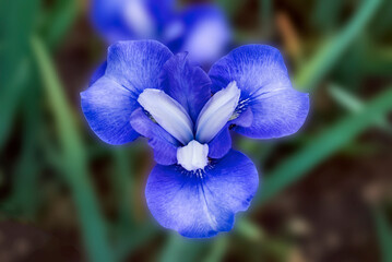 Blue Siberian iris close up