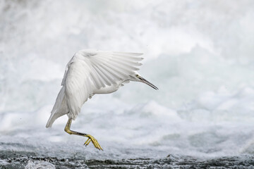 Little Egret in flight with waterfall on background (Egretta garzetta)