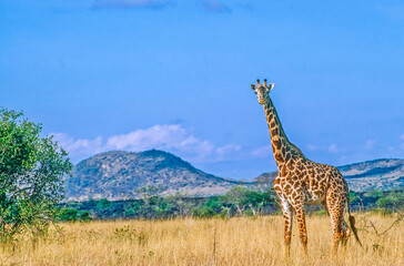 Fototapeta premium Reticulated giraffe in Kenya Africa