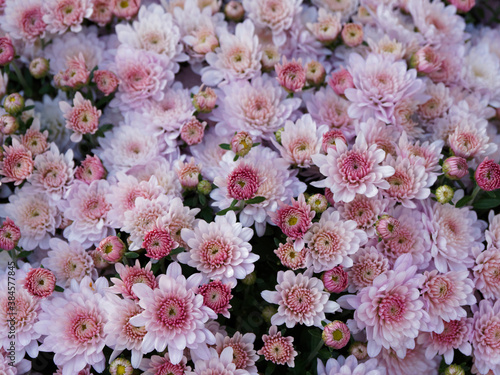 Chrysantheme D Automne Ou Chrysantheme Des Fleuristes A Grosses Fleurs Roses D Ornement Pour Massifs Chrysanthemum Hortorum Wall Mural Marc
