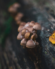 Mushrooms on Tree