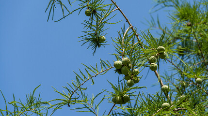 Close-up of cones and graceful foliage Bald Cypress Taxodium Distichum (swamp, white-cypress, gulf...