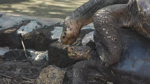 Face of Male Giant Tortoise Drooling while Mating with Female on Santa Cruz Island, Galapagos