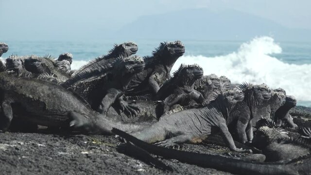 Mess of Marine Iguanas Sun Themselves on the Volcanic Shores of Fernandina Island, Galapagos