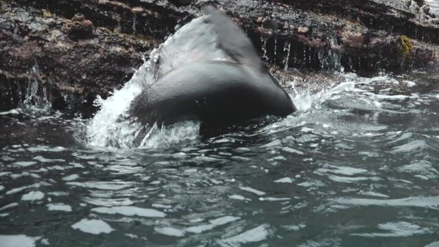 Sea Lion Breaches out of Water Near Volcanic Shores of the Galapagos Islands