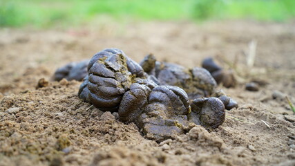 Cow dung, Penny from cow on ground may be dry at outdoor.