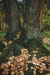 tree and tree roots in the park.