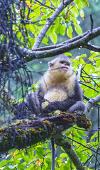 Rhinopithecus