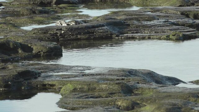 Marine Iguana Swimming then Walking Out of Water onto Volcanic Shore of Puerto Egas, Santiago Island, Galapagos