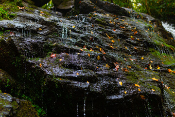 Water flowing over black, wet stone in the forest