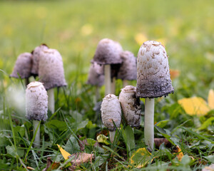 Group of white dung mushrooms (Coprinus comatus) in the green grass close-up, selective focus