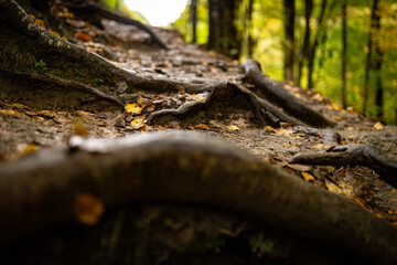 Tree roots on wet ground with fallen leaves and autumn forest on the background