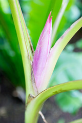 Blühende Pflanze im botanischen Garten in Berlin