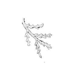 Black and White Hand-Drawn Flower Twig. Thin-leaved Marigolds Sketch.