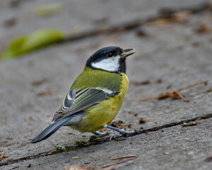 Tit sitting on the alley close-up, side view
