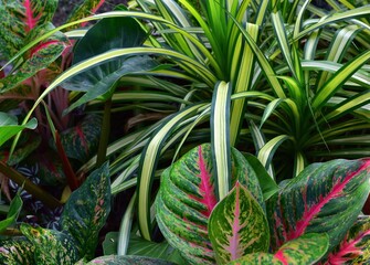 Obraz premium Colorful green tropical flowers in a Thai garden. Green composition.