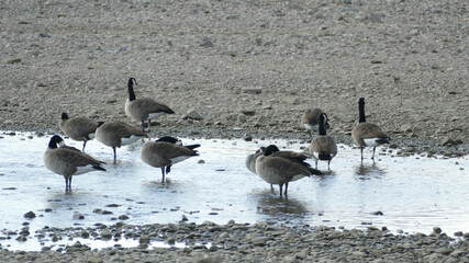 Kanadagänse im Wasser am Rheinufer