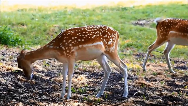 fallow deer  in a wildlife park
