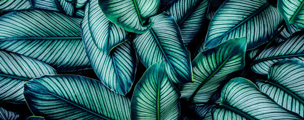 closeup tropical green monstera leaf background. Flat lay, fresh wallpaper banner concept