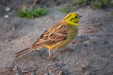 Yellowhammer bird walking on the ground, close up