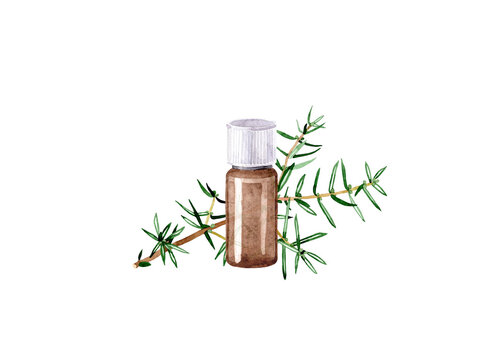 Watercolor illustration with essential oil of juniper. Hand drawn bottle of essential oil with branch with leaves on a white background. Herbal medicine and aroma therapy.