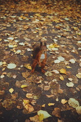squirrel in the park. autumn
