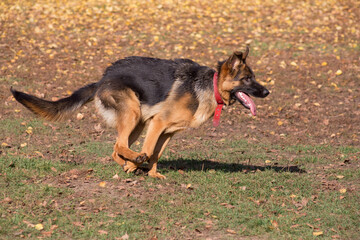 Cute german shepherd dog puppy is running in the autumn park. Pet animals.
