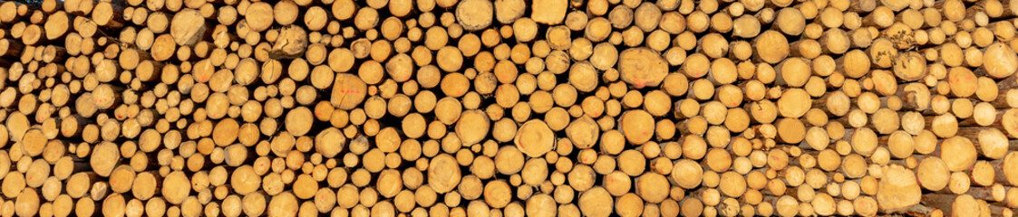 A pile of tree logs